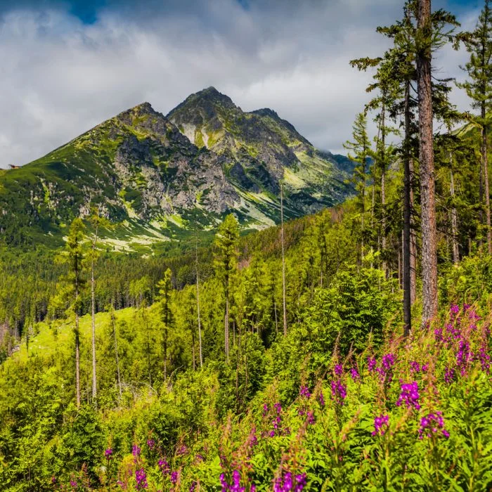 High Tatras Mountain Meadow in Spring